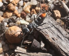 Myrmecia mandibularis