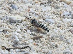 Microbembex monodonta