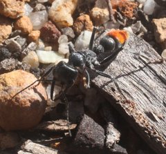 Myrmecia mandibularis