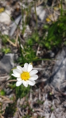 Chrysanthemum integrifolium