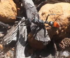 Myrmecia mandibularis