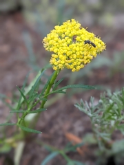 Pseudocymopterus
