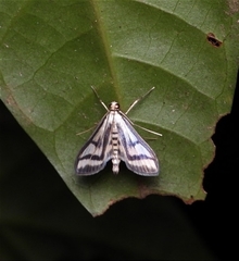 Perisyntrocha anialis