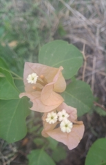 Bougainvillea