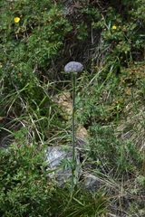 Sajanella monstrosa