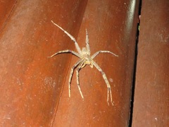 Heteropoda boiei
