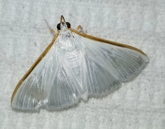Diaphania costata