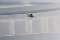 Coreus marginatus