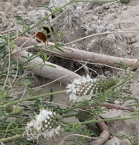 Hunt's Bumble Bee photographed in Nebraska