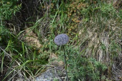 Sajanella monstrosa