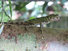 Gonocephalus bornensis