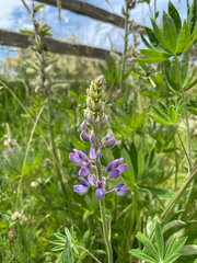 Lupinus