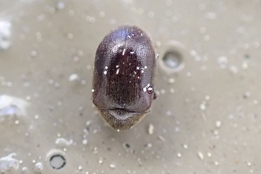 Dorcatoma integra