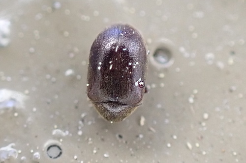 Dorcatoma integra