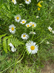 Leucanthemum