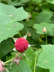 Rubus parviflorus