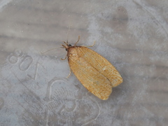 Sparganothis distincta