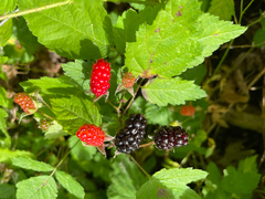 Rubus