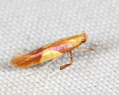 Caloptilia packardella