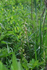 Platanthera × hollandiae