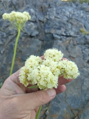 Eriogonum compositum compositum
