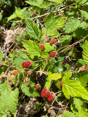 Rubus