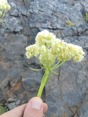 Eriogonum compositum compositum