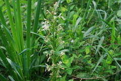 Platanthera × hollandiae