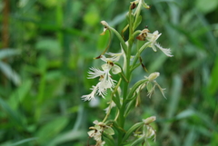 Platanthera × hollandiae