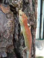 Abronia lythrochila