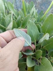 Eriogonum compositum compositum