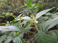 Palicourea caerulea