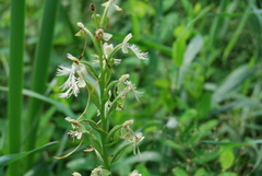 Platanthera × hollandiae