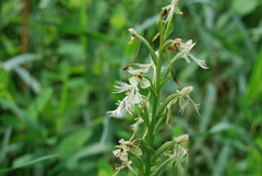 Platanthera × hollandiae