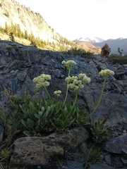 Eriogonum compositum compositum