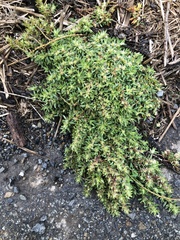 Cardionema ramosissimum