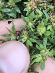 Cardionema ramosissimum