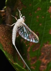 Callibaetis floridanus