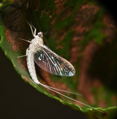 Callibaetis floridanus