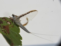 Callibaetis floridanus