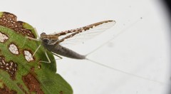 Callibaetis floridanus