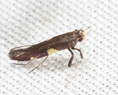Caloptilia cornusella
