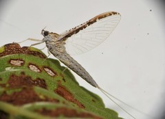 Callibaetis floridanus