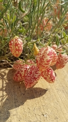 Astragalus ceramicus