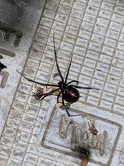 Latrodectus hesperus