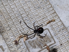 Latrodectus hesperus
