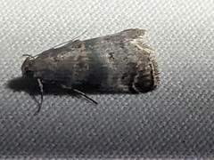 Oneida lunulalis