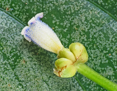 Palicourea caerulea