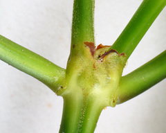 Palicourea caerulea