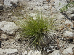 Fimbristylis vahlii